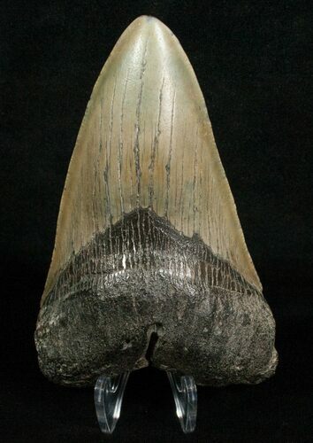 Inch Megalodon Tooth - Carolinas #5001